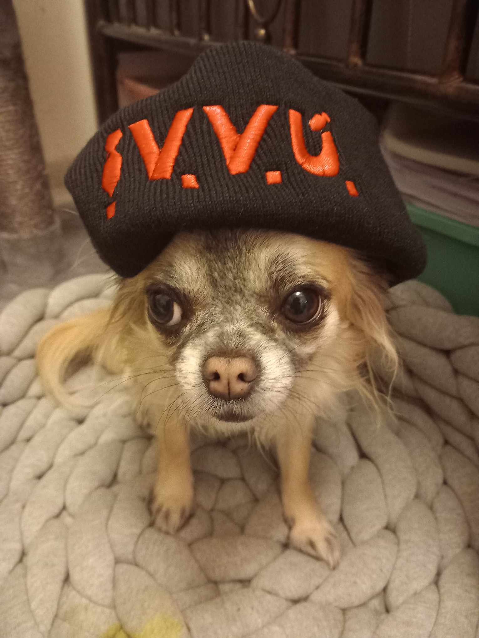 kulich VVÚ